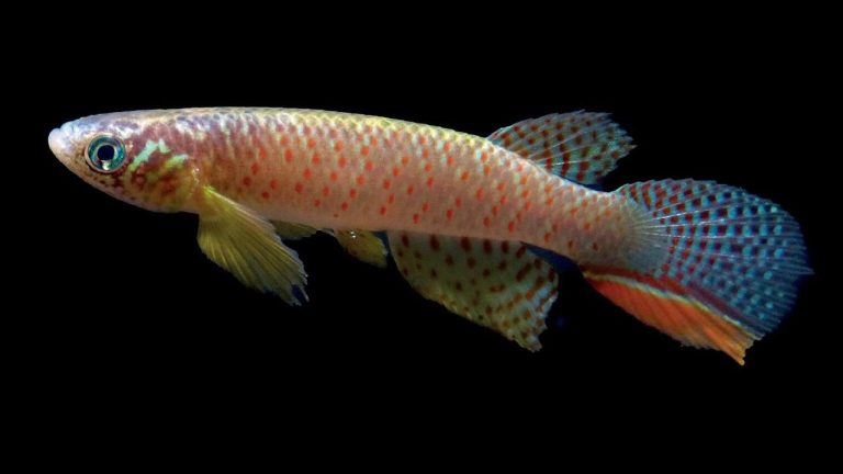 Pez puede sobrevivir fuera del agua y sus huevos soportan la sequía