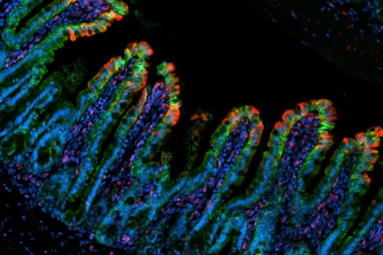 Proponen un sistema de depuración para eliminar antibióticos y bacterias resistentes a los efluentes hospitalarios