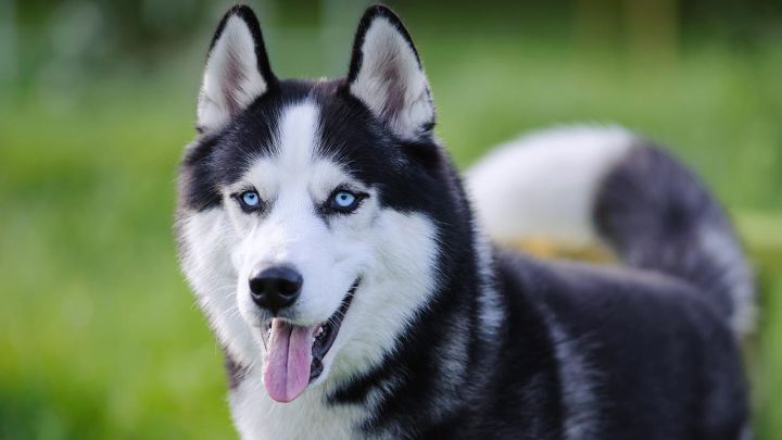 Otras ventajas para tus perros