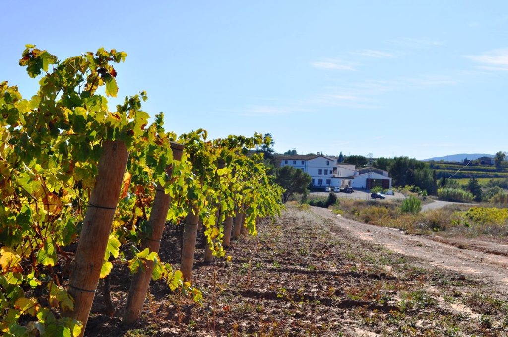 Bodegas Miquel Jané en Alt Penedés, Barcelona
