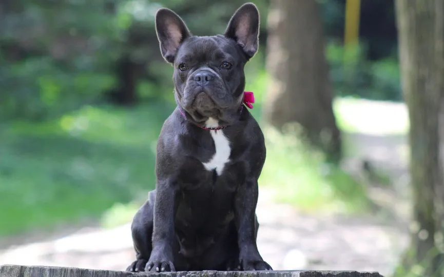 Bulldog Francés