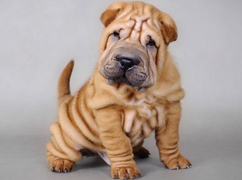 Cuáles son las mejores apps para perros