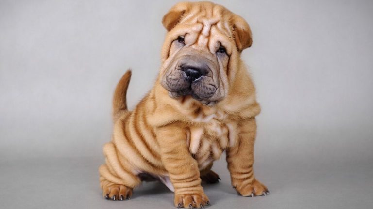 El seguro obligatorio para perros: fecha límite y qué aspectos incluye la nueva Ley de Bienestar Animal