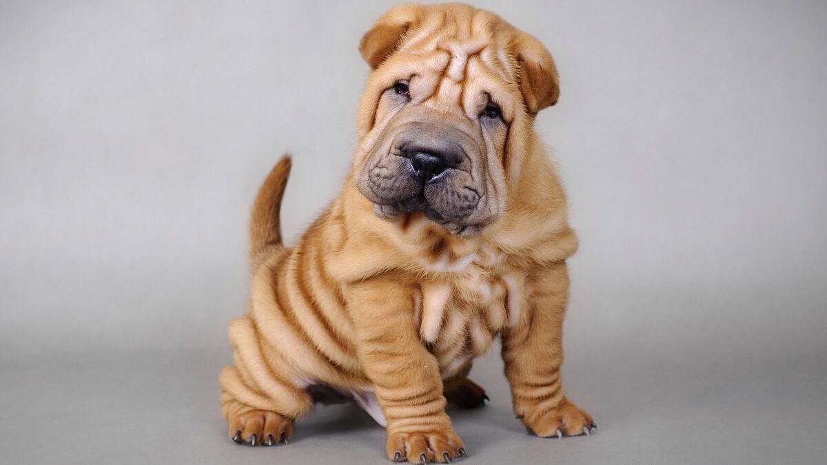 Cuáles son las mejores apps para perros