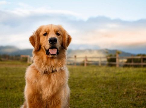 Golden Retriever Golden Retriever
