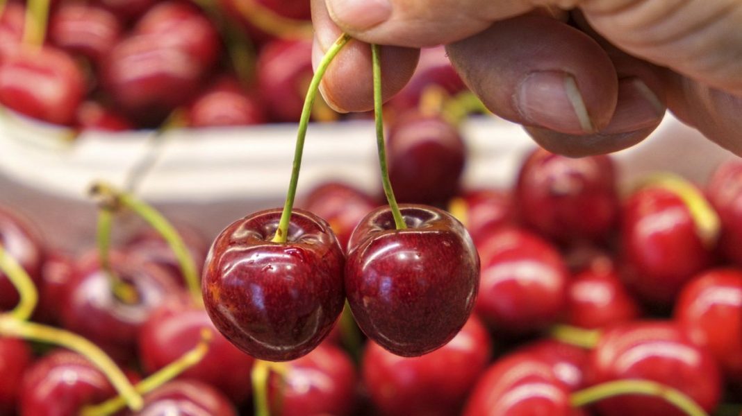 De la huerta española al lineal: la ruta de la cereza