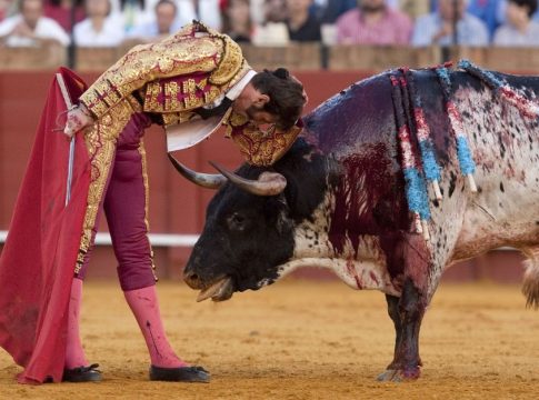 Los toros si sufren Los toros si sufren
