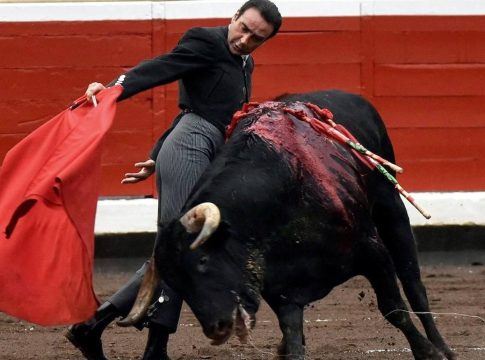Los toros son criados como reyes Los toros son criados como reyes