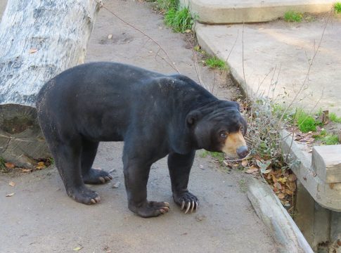 oso malayo del zoo de Madrid