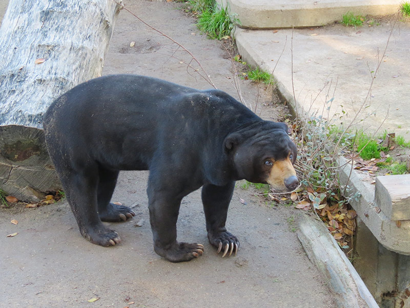 oso malayo del zoo de Madrid