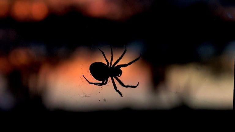 Niño se deja picar por una viuda negra