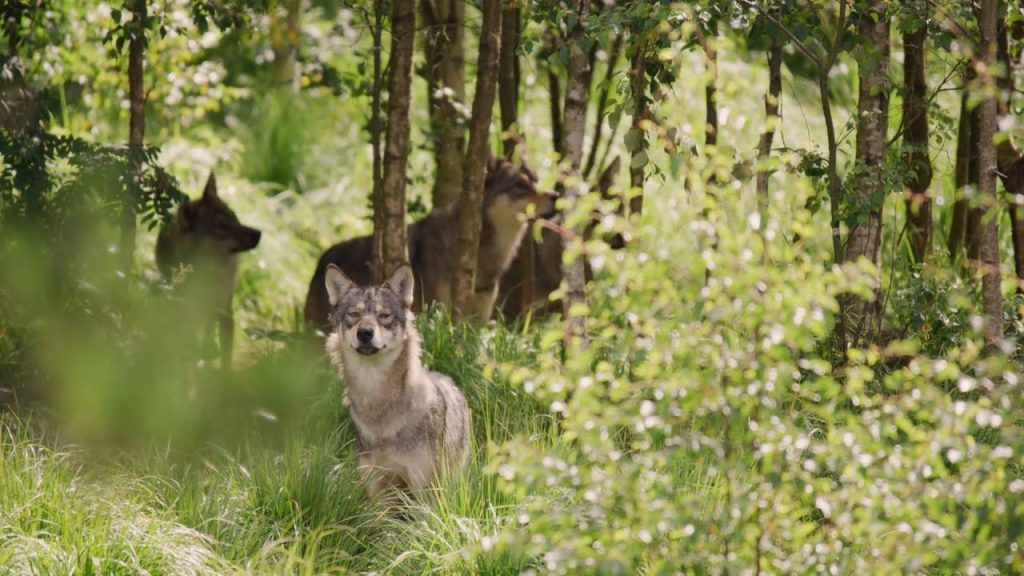 el sindrome del hombre lobo que