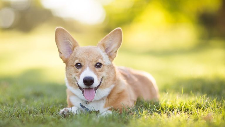 Cuidados para perros en otoño: cómo preparar a tu mascota para el frío y la humedad