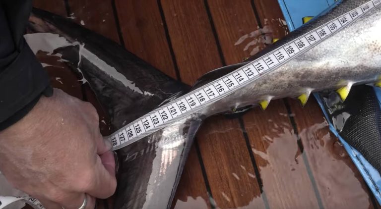 Misiones de marcaje de éxito de Movilmotors y Suzuki Marine en el Scientific Angler Tagging Tour; contribución a la investigación marina y la sostenibilidad