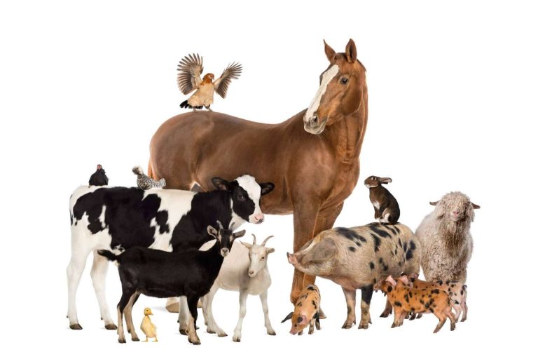 Social Animals, conocido como el Tinder de las mascotas, reúne a más de 20.000 usuarios