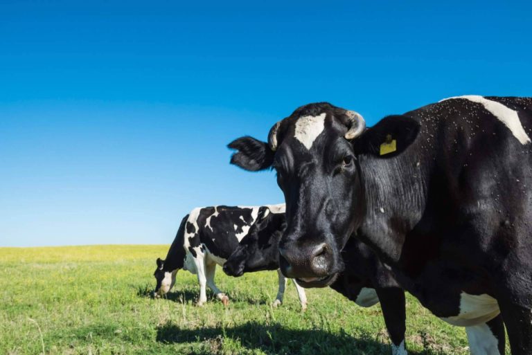 Las ventajas de contar con la plataforma de alimentación animal Afeedme