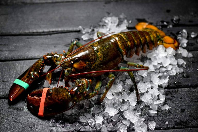 Dónde encontrar bogavante y otros productos del mar de alta calidad, en Pescadería Younes Ceuta
