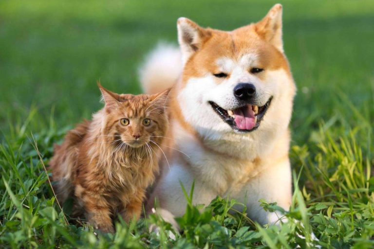 VetEasy presenta el seguro veterinario con algunas de las mejores coberturas del mercado