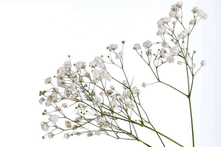 Rosistirem, ¿Por qué la paniculata blanca es una de las flores favoritas?