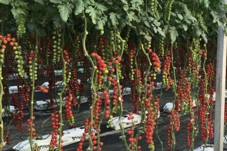 Soluciones para optimizar la producción agrícola con sustratos de coco Pelemix