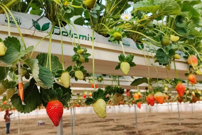 Cómo mejorar la calidad y la uniformidad de las cosechas de frutos rojos