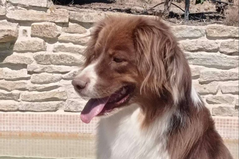 Una residencia canina sin jaulas para el verano, disponible con PERROBUENO