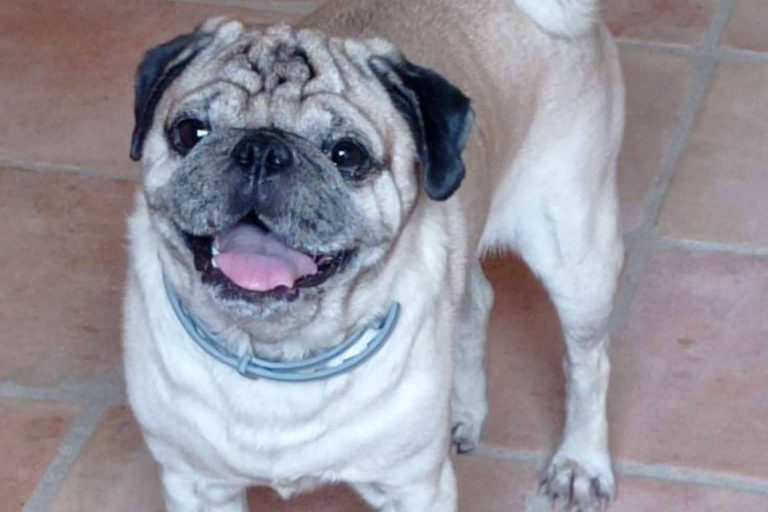 PERROBUENO, una guardería ideal para perros en Madrid