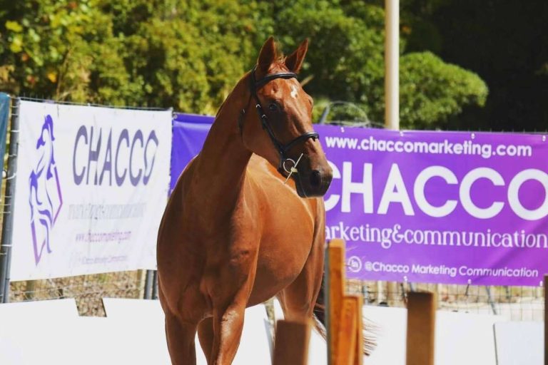 Chacco Marketing afirma que las relaciones públicas también son clave en el sector ecuestre