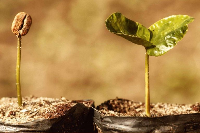 Fresh Ocs ofrece café de alta calidad y alquiler de máquinas para empresas