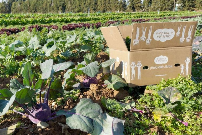 ¡Del huerto a la mesa!
