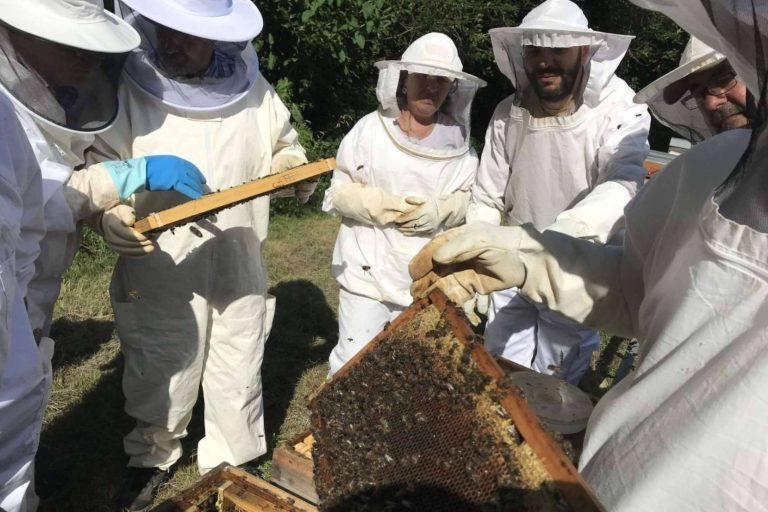Cursos Apicultura ofrece adentrarse en el mundo de las abejas con sus distintas formaciones
