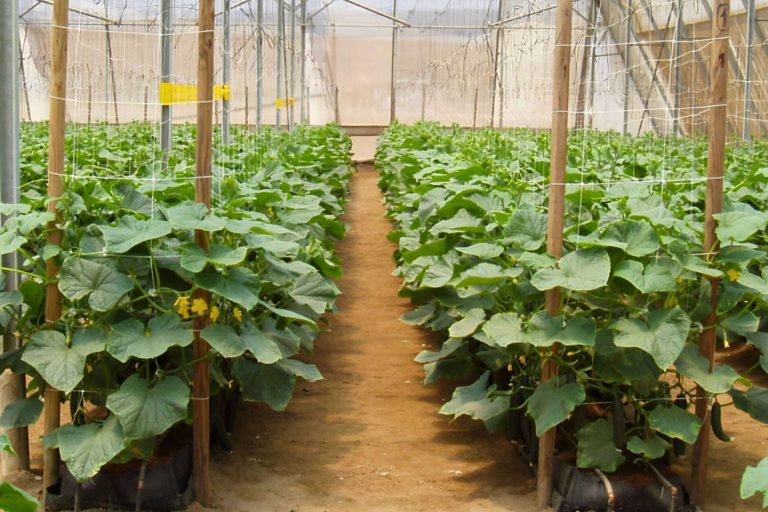 Sustratos de coco para maximizar el cultivo