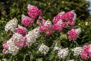Paniculata de colores, una flor elegante e irreverente