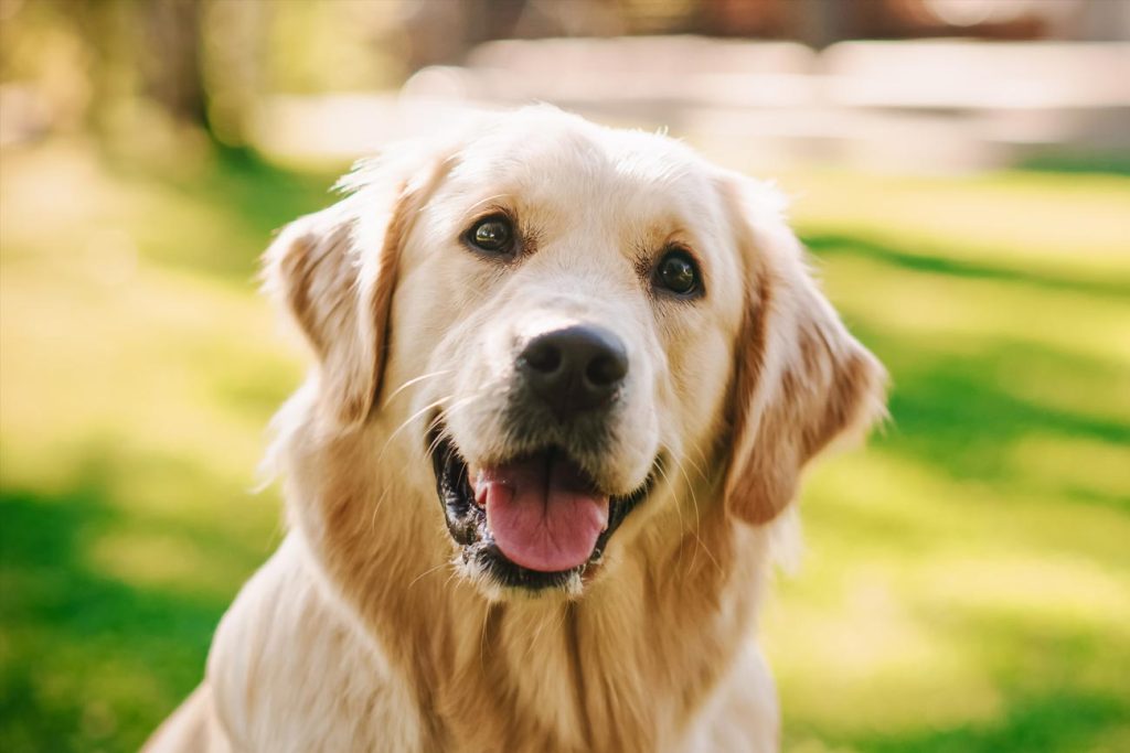 Cuáles son las mejores apps para perros 122 Puppr: educación canina al alcance de su mano
