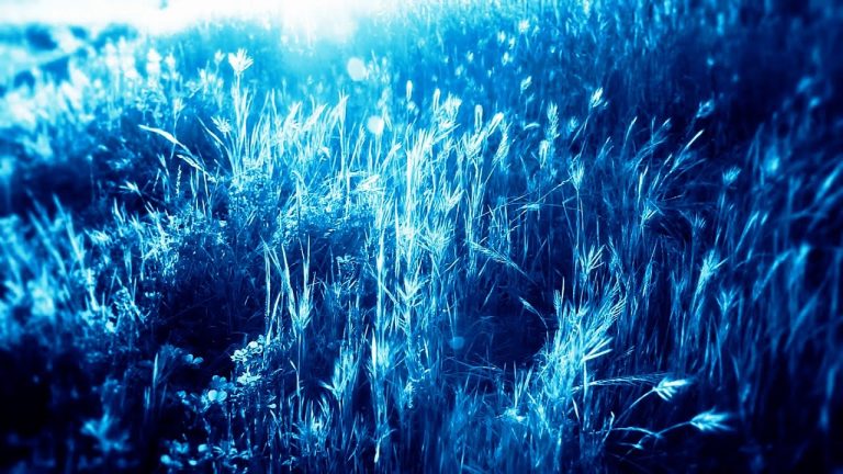 Existen plantas que son capaces de emitir luz