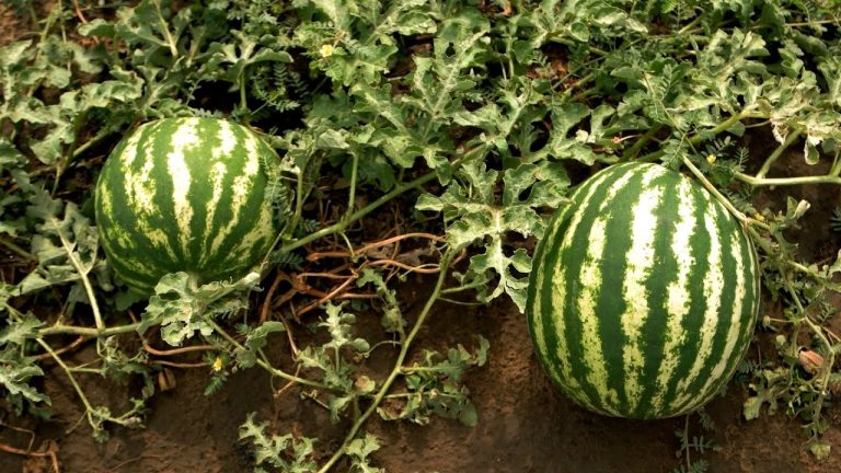 Científicos rusos cultivan sandías en la Antártida