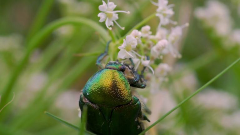 Una niña encuentra un escarabajo de hace 3.500 años