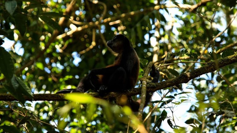 Contrabando de monos arañas