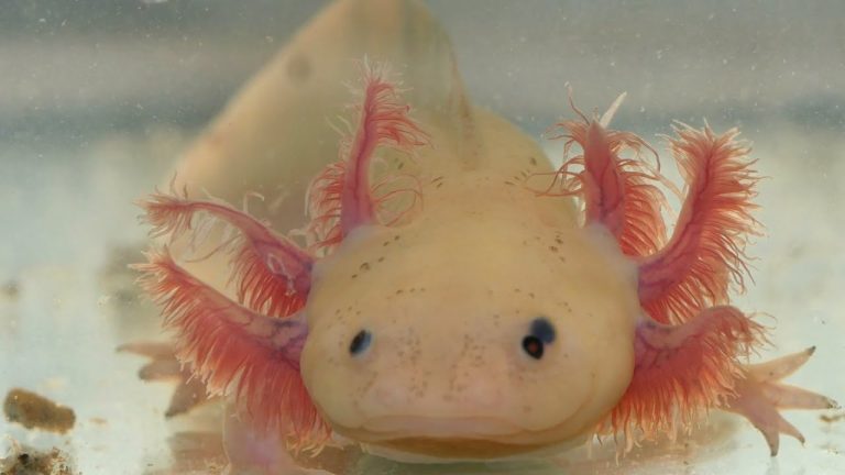 ¿Cuándo se considera que una especie está en peligro de extinción?