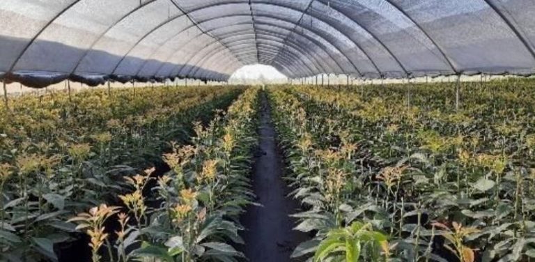 Cinven y Label Investments venden Planasa a EW Group