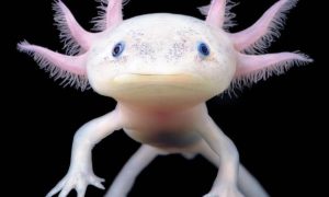 Axolote o ajolote mexicano