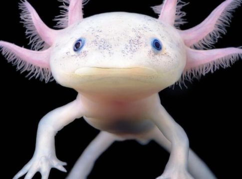 Axolote o ajolote mexicano Axolote o ajolote mexicano