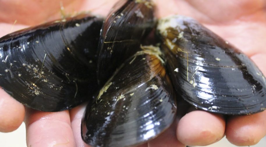 La promoción que rompe esquemas: dos bandejas por menos de 12 euros