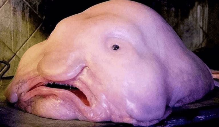 Estos son los 10 animales más exóticos del mundo