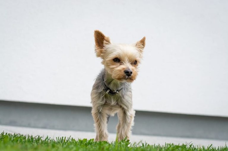 Estos son los perros más pequeños del mundo que no crecen