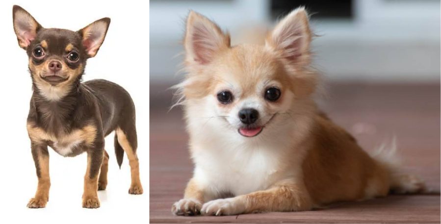 Chihuahua