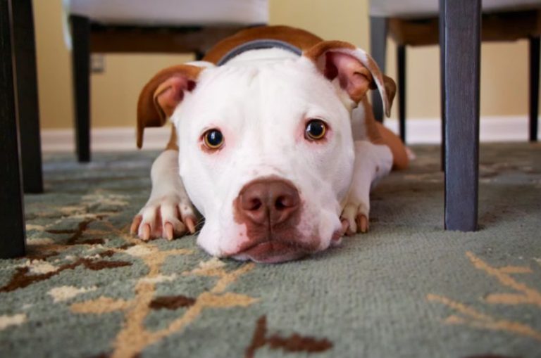 TikTok revela cuáles son las 4 cosas que hace tu perro para decirte que está aburrido