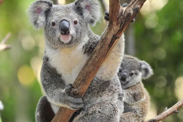 ¿Sabías que el koala es el animal que más duerme?