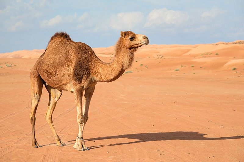 ¿Sabías que los camellos pueden estar hasta 17 días sin beber agua?