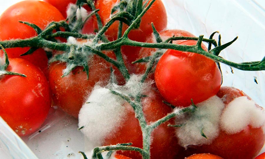 Un Verano Caluroso y la Amenaza a la Comida Preparada